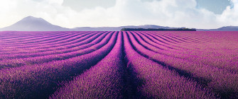 Lavender Fields Wallpaper 4k Farm Landscape Planet