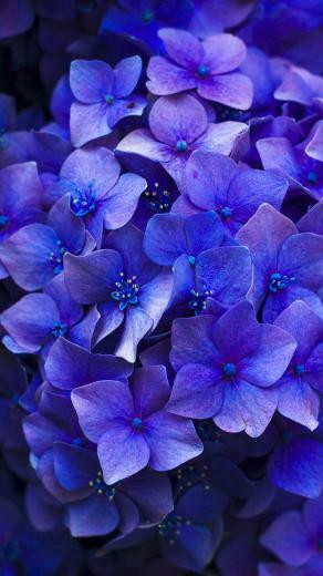 Floral iPhone Plus Wallpaper For A Sunny Spring