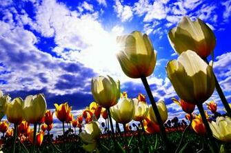 Tulip Field