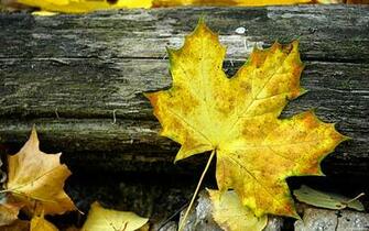 Autumn Leaves Windows Desktop Background Windowsobserver
