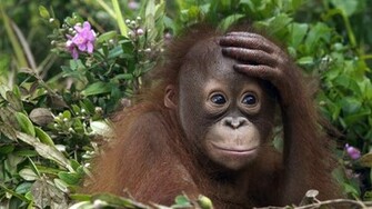 Monkey Orangutan Baby Wallpaper