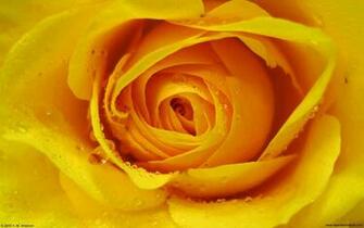 Wallpaper Sparkle Rose Gold Yellow