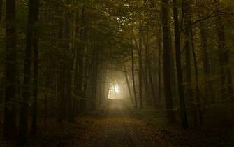 Dream Wallpaper Spooky Creepy Forest Computer Horror