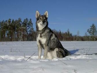 J Mthund Dog In The Snow Photo And Wallpaper Beautiful