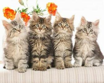 HD Cat Wallpaper Cute Baby