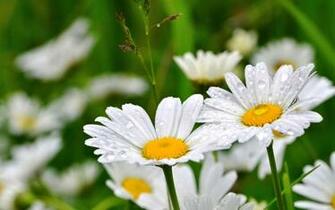 Daisy Flowers Wallpaper