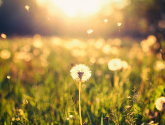 Cool Nature Background Image Wallpaper