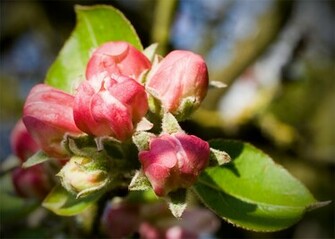 Apple Blossom Wallpaper