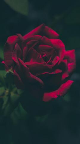 Blood Red Rose iPhone Wallpaper Idrop News