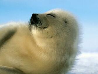 Cute Harp Seal Exclusive HD Wallpaper
