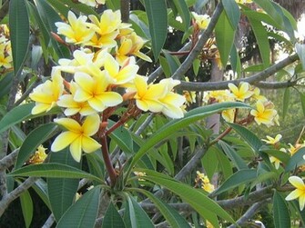 Frangipani Flowers Wallpaper