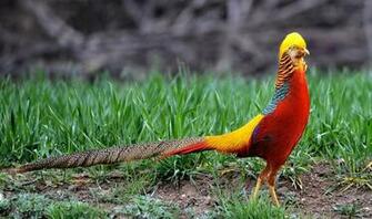 Pheasant Pictures Birds On Animal Picture Society