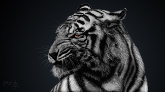 Cool Tiger Wallpaper