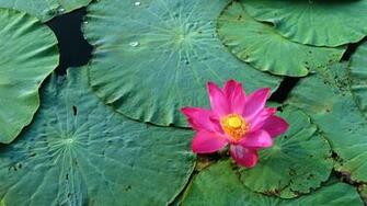 HD Wallpaper Of Lotus Flowers