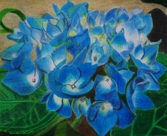 Blue Hydrangeas