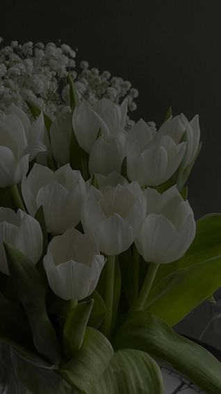 Pin Af Madamell P Tulips Wallpaper