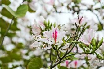 Desktop Fabulous April Flowers Destination Wedding Lorelei