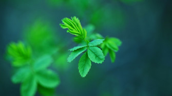 Mint Wallpaper