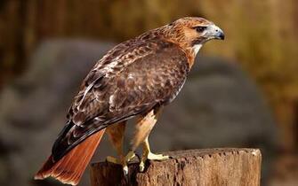 Hawk Computer Wallpaper Desktop Background