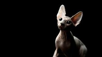 Image Sphynx Cat Animals Staring Black Background