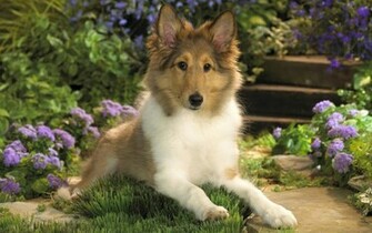 Wallpaper Hot Sexy 3d Dog