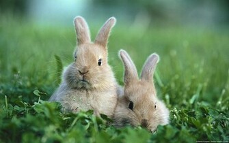 Baby Rabbit Wallpaper Cute Cool Walldiskpaper