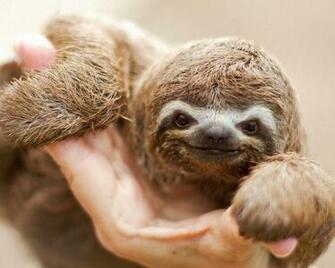 Select Set As Desktop Background Wallpaper Animals Beasts