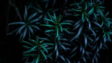 Wallpaper 4k Leaves Branches Dark Plant