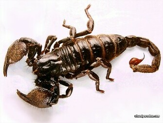 Scorpion Extermination Web Design Insect