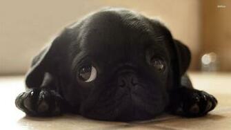 Black Pugs Puppies HD Wallpaper Background Image