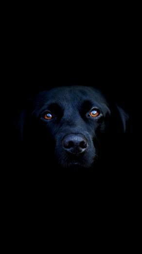 Black Dog iPhone 5s Wallpaper iPad