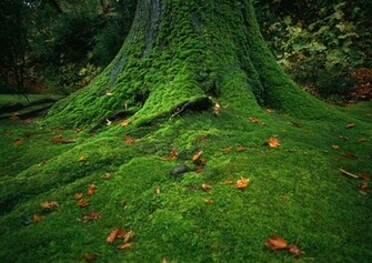 Desktop Wallpaper Background Beautiful Nature