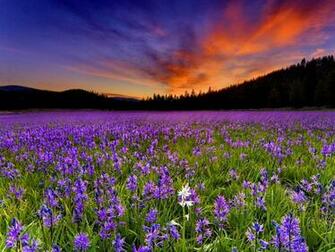 Summer Field At Sunset Wallpaper