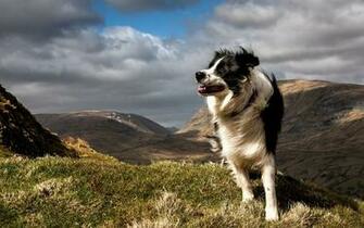 Border Collie Dog Wallpaper Desktop Wallpaperlepi