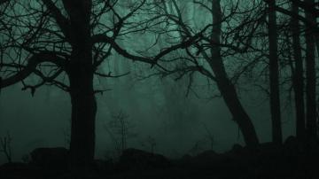 Creepy Trees Desktop HD Wallpaper 117485jpg