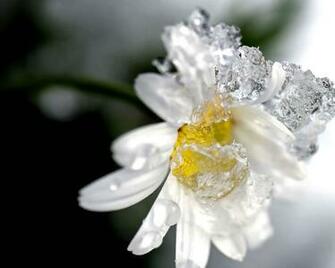 Flowers Wallpaper Winter