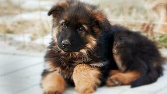 German Shepherd Puppy Wallpaper Animal