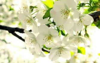 Apple Blossom Wallpaper Top Background
