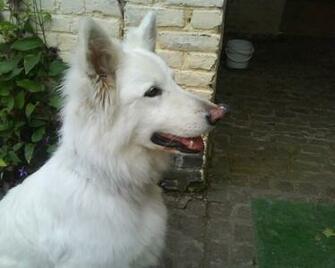 White Shepherd Dog Photo And Wallpaper Beautiful