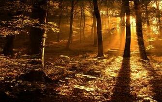 Sun Rays In The Woods Desktop Wallpaper