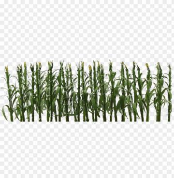 Jtt Corn Stalks O Scale Png Image With Transparent