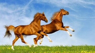 Wallpaper Desktop Horse And Make This HD