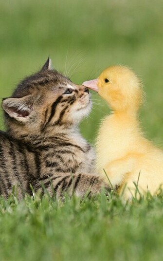 Baby Kitten And Duck Android Wallpaper