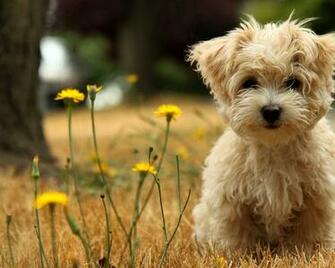 Toy Poodle Cici Wallpaper 10wallpaper