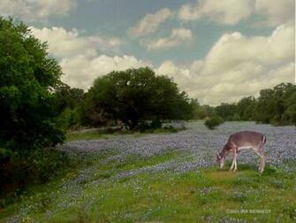 Bluebonnets Desktop Field Of