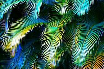 At The Palm Leaves On Red Floor Cloth X Kb Jpeg