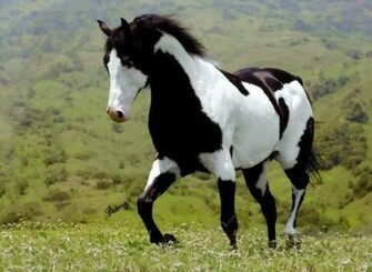 Particular Paint Horse A The American