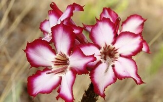 Wallpaper HD Desktop Online Flower