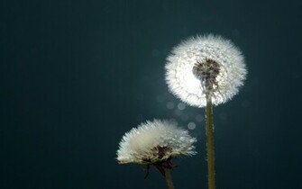 Dandelion Wallpaper