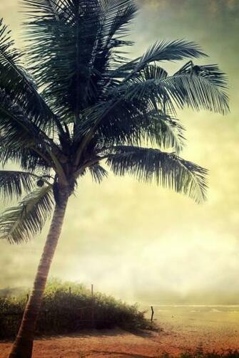 iPhone Cases Wallpaper Background Palm Trees